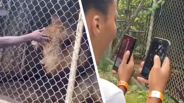 Net iets te stoere bewaker heeft meteen spijt van leeuwtje pesten voor toeristen