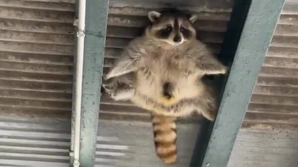 Sommige wasberen denken dat ze James Bond zijn