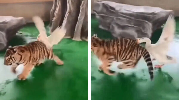 Doe niet tijger als je pussy bent!