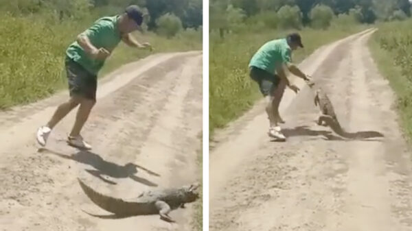 Knurft valt kaaiman aan maar die bijt meteen van zich af