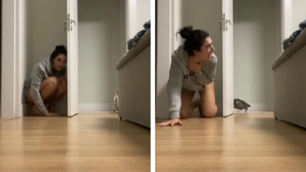 Er was een poging om de kat te laten schrikken