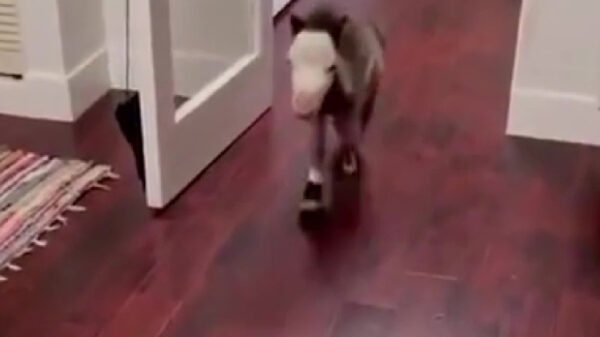 Iemand enig idee van wat voor ras mijn nieuwe hond is?