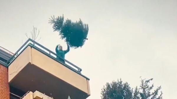 En de award voor 'allerbeste kerstboomworp' gaat naarrrrrr...