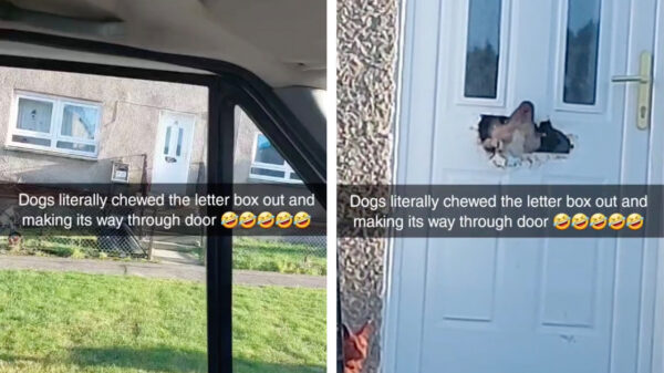 Opeens heb je het, je wordt toch geen postbode