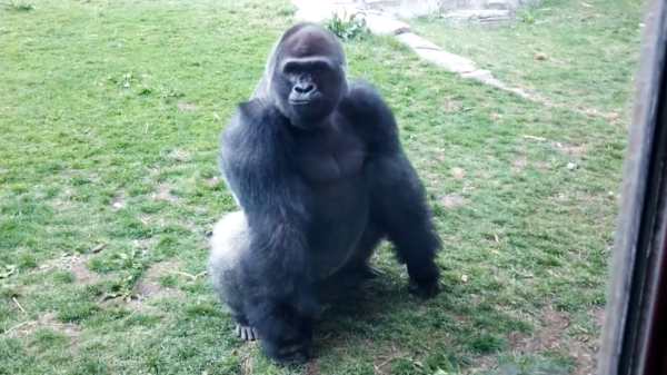 Gorilla gaat vol in de aanval als een meisje achter het glas hem uitdaagt