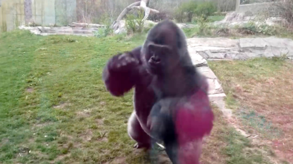 Gorilla gaat vol in de aanval als een meisje achter het glas hem uitdaagt