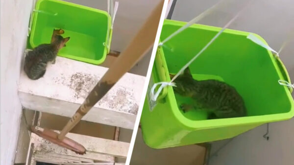 Helden weten kitten van extreme hoogte te redden
