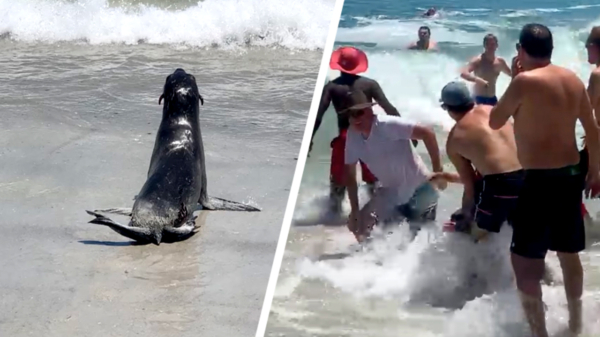 Agressieve zeehond gaat vol in de aanval op een strand in Kaapstad