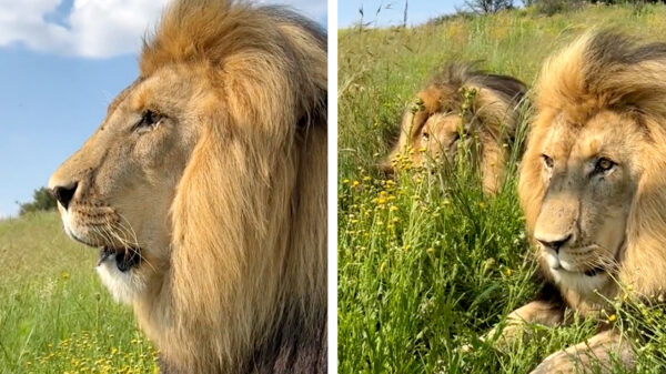 Hoe het klinkt als er bij het stoplicht ineens een V10 naast je komt staan