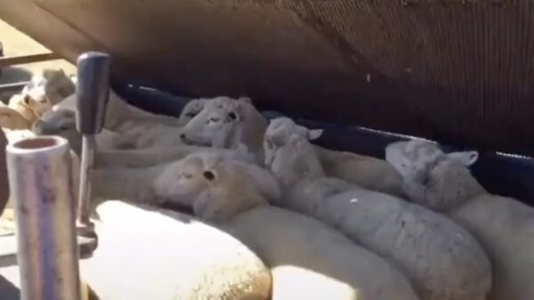 Verbazing over behoorlijk onorthodoxe manier van 'sheep dipping'