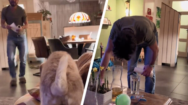 Op deze manier laat je hond merken dat 'ie je telefoongebruik kotsbeu is