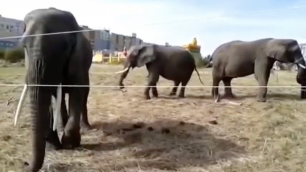 Tiener gebodyslammed die een olifant achter een elektrisch hek wilde aaien