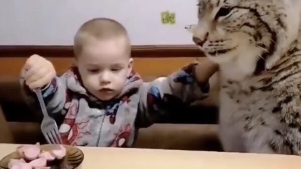 Opeens heb je het: je neemt een lynx als huisdier