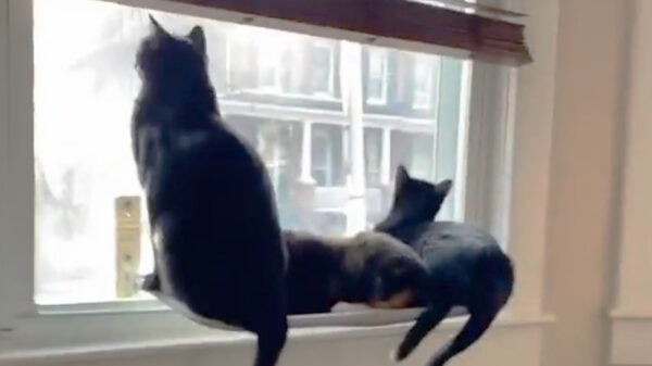 De reviews zijn binnen: prima kattenplank, matig raam