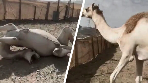 Kameel ligt behoorlijk met zichzelf in de knoop