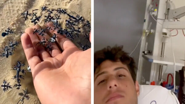 Don't try this at home: met je blote hand een 'blauwe draak' uit de zee trekken