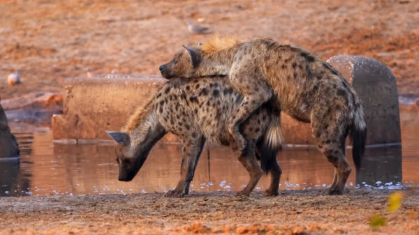 Hyena blijkt tijdens romantisch avondje niet echt een beest in bed te zijn