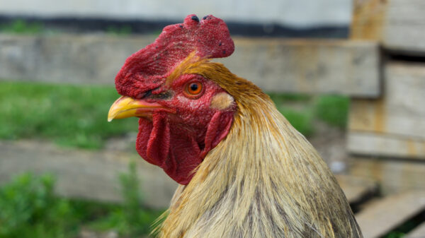 Goedemorgen: deze haan zou zo in een metalband kunnen zingen