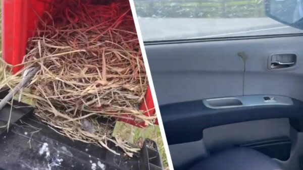 Aussie kan de maandag beginnen met het schoonmaken van zijn auto