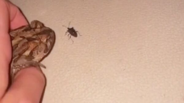 Dit is het ultieme wapen tegen die vervelende insecten