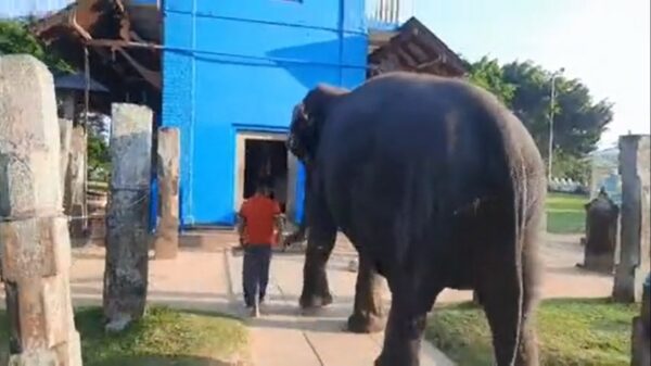 Goedemorgen: Dombo heeft duidelijk last van een behoorlijk ochtendhumeur