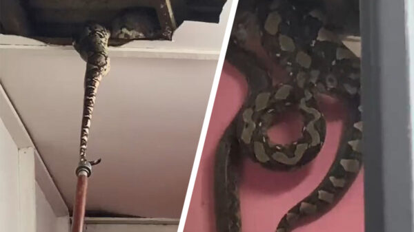 Maleisische brandweer trekt drie pythons door het plafond het huis uit