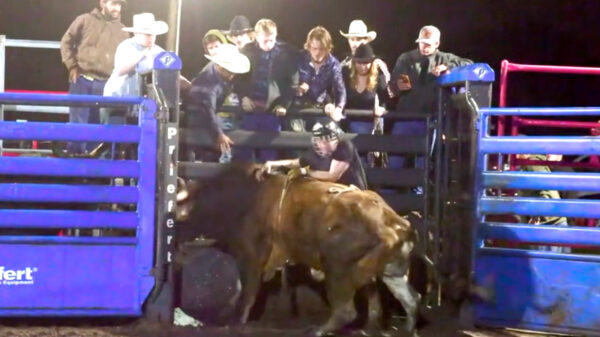 Cowboy wilde rodeorijden maar eindigde met een gebarsten schedel en gebroken kaak