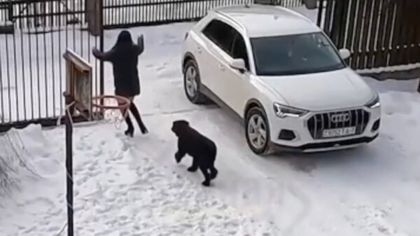 Vrouw vs hond vs automatisch hek