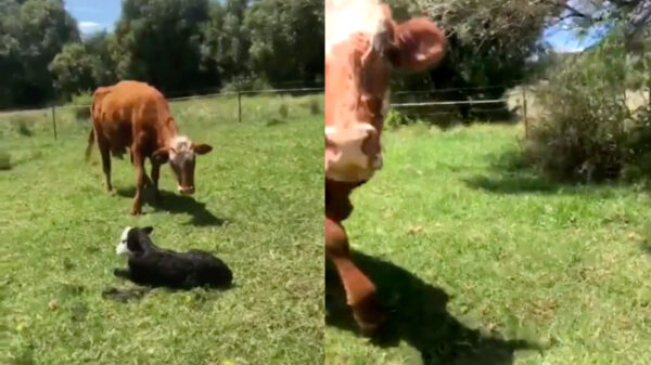 Note to self: als een koe met haar voorpoten in de grond klauwt is ze BOOS