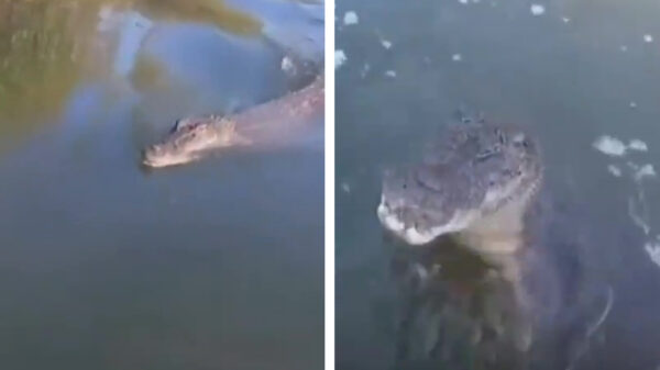 Gillende keukenmeiden maken van véél te dichtbij kennis met een alligator