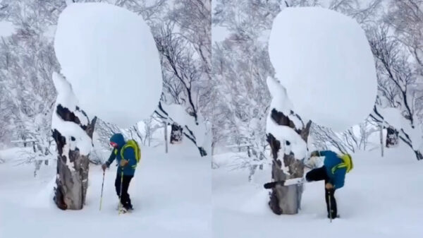 Zoals het aloude gezegde luidt: de sneeuw valt niet ver van de boom
