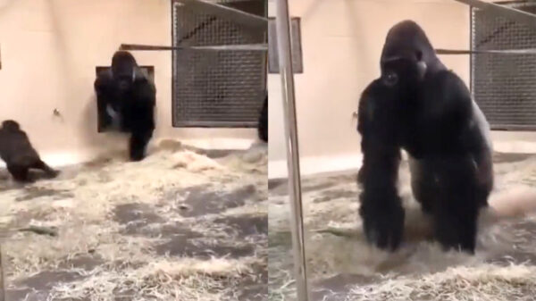 Zo moet je dus binnenkomen als een echte eindbaas