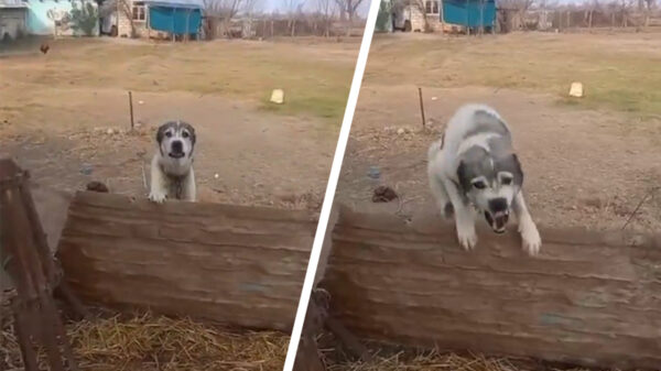 Even kijken wat er gebeurt als ik dit schattige hondje uitdaag