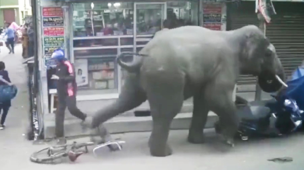 Ondertussen in India: een olifant met sloopneigingen