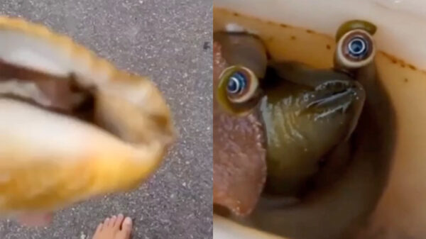 De ogen van deze vriendelijke schelp staren je recht in je ziel