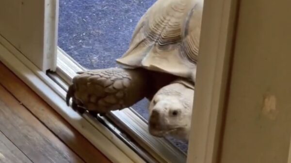 Nu ook te boeken: de exclusieve huisdierenbinnenlaatservice