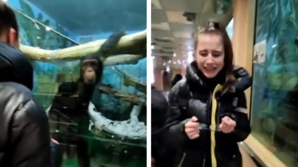 Hoe je zeker weet dat een aap je wel ziet zitten