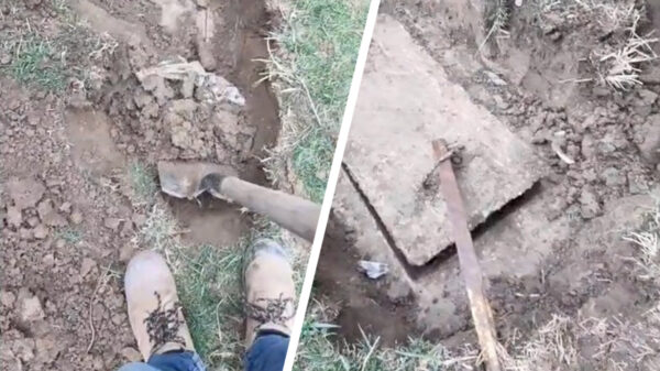 Geluksvogel vindt een geheime betonnen schatkist in zijn tuin