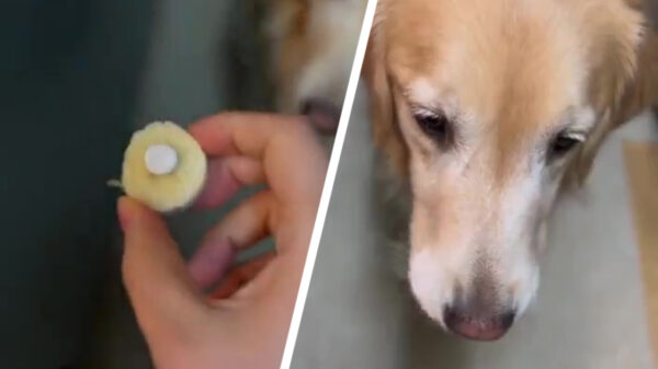 Hoe je hond je het bloed onder de nagels vandaan kan halen