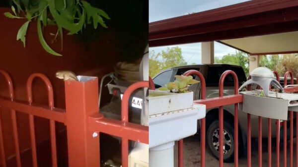 Man bouwt een paleis voor de 'tamme' kikker die in z'n hek woont