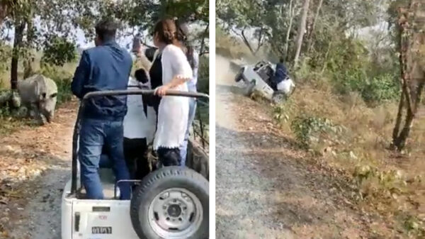 Neushoorns vallen in India toeristen aan en kieperen safari-auto om