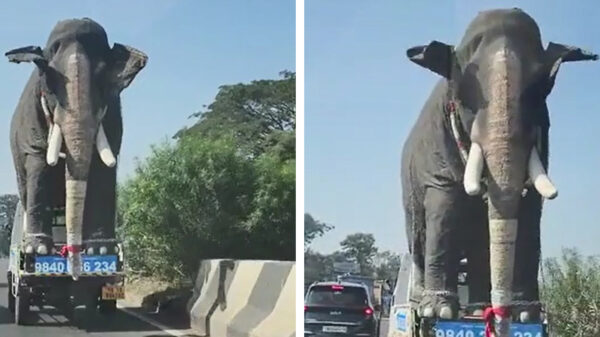Altijd willen weten hoe ze een olifant vervoeren?
