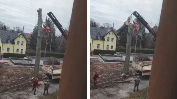 Zijn eerste dag als hovenier was er een om nooit meer te vergeten