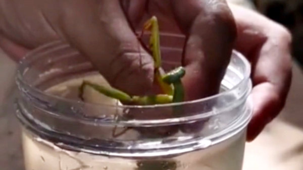 Yuck: zo verwijder je een 'paardenhaarworm' uit een bidsprinkhaan