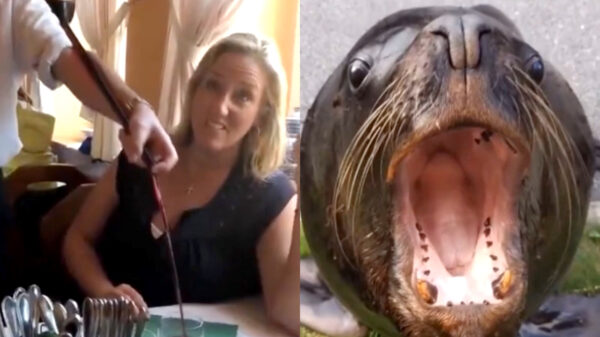 Heerlijke randomness in een nieuwe Coubcompilatie (168)