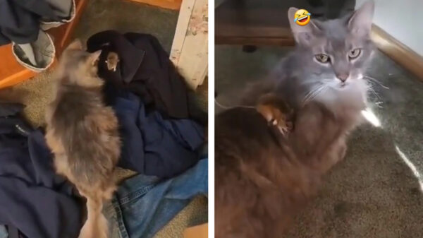 Help, een muis in huis, stuur de kat er op af!