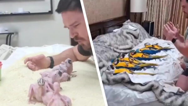 Nest papegaaien zien volwassen man als hun moeder