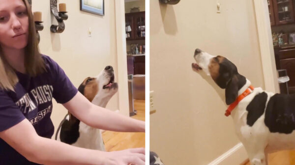 Freddie Barkury doet prachtige uitvoering van de Bohemian Woofsody