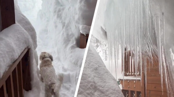 Hoe je hond uitlaten er in Lake Tahoe op dit moment uitziet