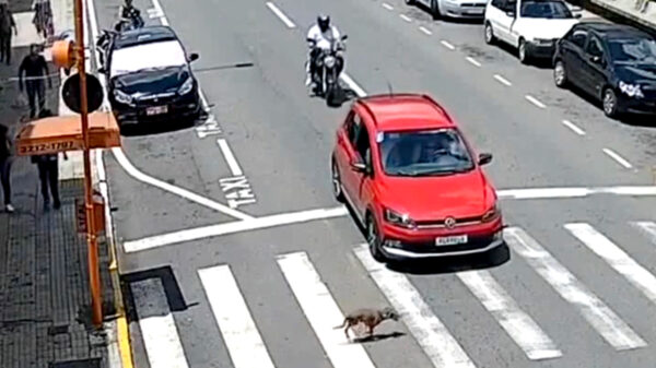 Braziliaanse motorrijder klapt vol op automobilist die voor overstekende hond remt